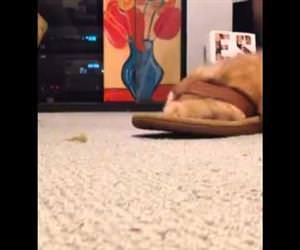 cat rolling around in a sandal Funny Video