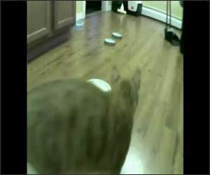Cat Feeder Slamming Video