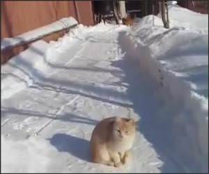 Cat Snow Ninja Funny Video
