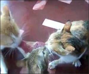 Cat Steak War Funny Video