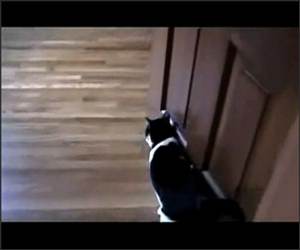 Cat - Tape - Experiments Video