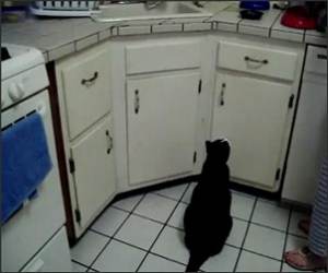 Cat too far to jump Funny Video