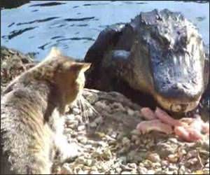 Cat Vs Alligator Video