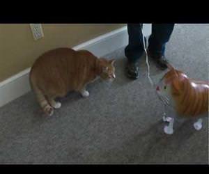 cat vs cat balloon Funny Video