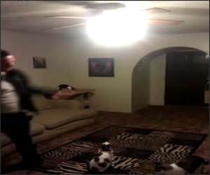 Cat Vs Ceiling Light Funny Video