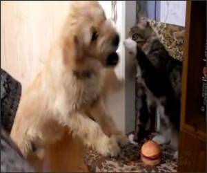 Cat Vs Dog for a Toy Video