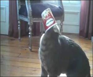 Cat Versus Ice Cream Funny Video