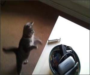 cat Vs Razor Funny Video