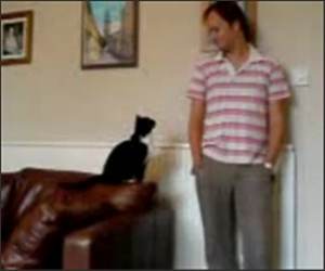Cat wants attention Funny Video