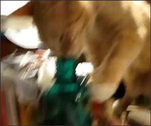 Cat wants Funny Video