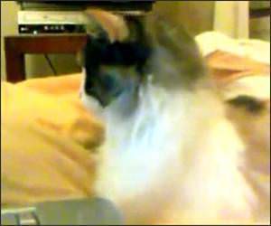 Cat Watching Meow Mix Video