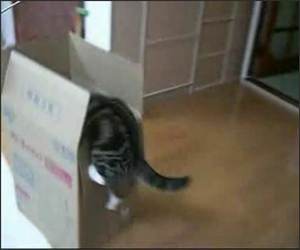 Cat and his Box Funny Video