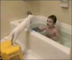 Cat and the Bath Funny Video