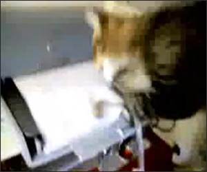 Cat attacks Printer
