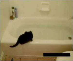 Cat Vs bath Tub