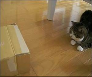 Cat attacking Box Funny Video