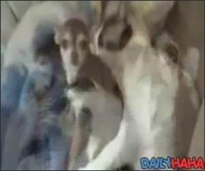 Cat Licking Dog Clean Vid