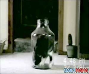 Cat in a bottle