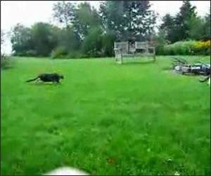 Cat Jump Surprise Attack Funny Video