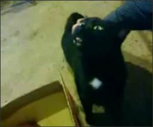 Cat Loves Butt Scratches