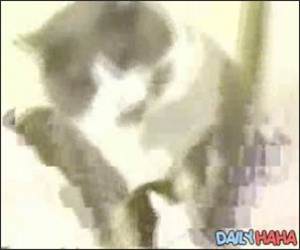 Cat Owning a Dog Video