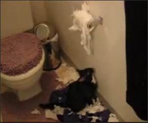 Cat Toilet paper Attack