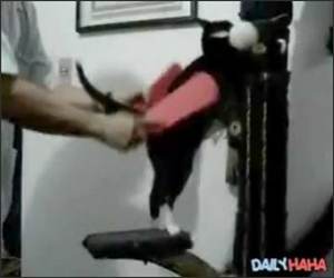 Cat Spanking