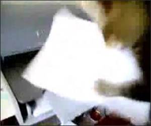 Cat Versus Printer Funny Video