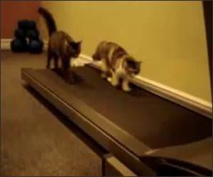 Cats on Treadmill Funny Video