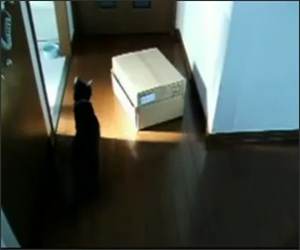 Cat Loves Boxes Funny Video