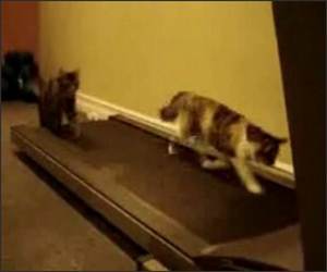 Cats on a Treadmill Funny Video