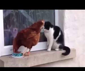 chicken vs cat for food Funny Video