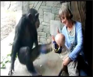 Chimp Hates Baby Funny Video