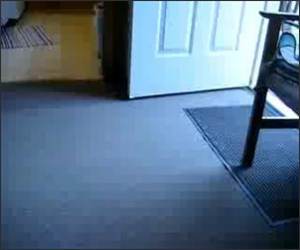 Chipmunk Fishing Funny Video