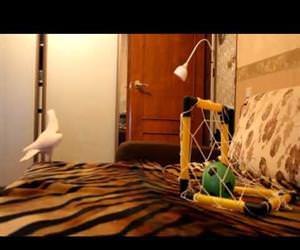 cockatoo soccer goal Funny Video