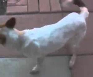 Confused dog thinks he farted Funny Video