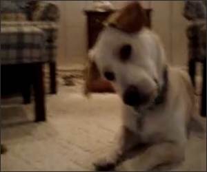 Confused dog watching video Funny Video