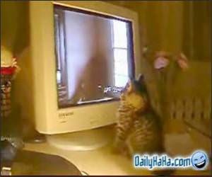 Cat Playing with a Monitor