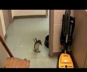 cookie the penguin likes being tickled Funny Video