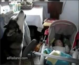 Dog hates when baby cries Funny Video