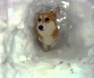 corgi snow tunnel Funny Video