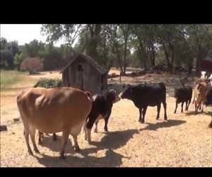 cows excited to make new friends Funny Video