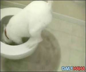 Crazy Splashing Dog Video