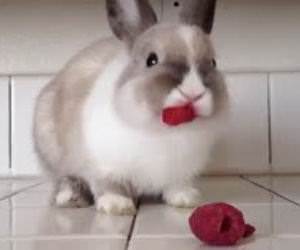 Cute animals eating supercut Funny Video