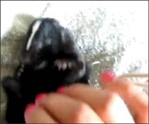 Cute baby Skunk Funny Video