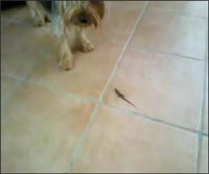 Cute Dog Vs Lizard Video