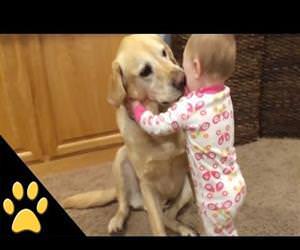 cute dogs and babies compilation Funny Video