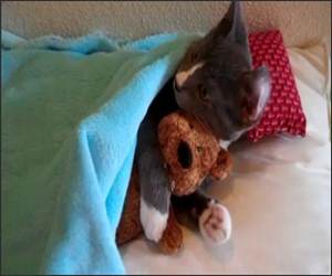 Cute Kittey with Bear Video