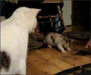 Cute mad and hungry Funny Video