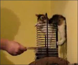 Cute Playing Kitten Funny Video